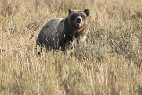 Backpacker Assaulted by Bear in Wilderness Area Transported to Trauma Center