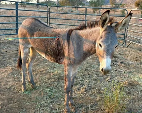 Donkey Recovering Following Newest Bow Assault on Wild Burros in California