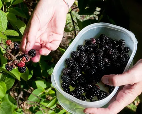 Wanted: Scrumptious Bakes to Put to Good Use a Surplus of Handmade Jam