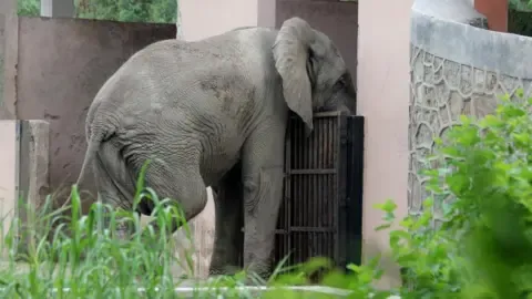 Isolated Existence and Death of India’s Capital’s Lone African Elephant