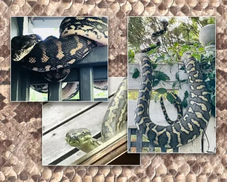 Welcoming my Snakes in the Roof: An Evolution from Dread to Fascination
