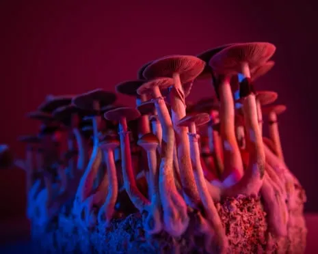 On Drugs by the Author: A Philosophical Exploration into Psychedelics