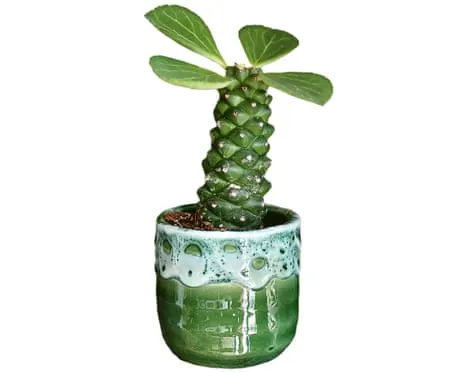 Can My Euphorbia Ever Sprout Again?