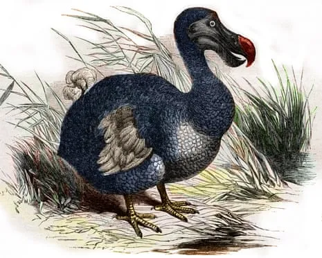 Experts State They’ve Made a ‘Pivotal Step’ in Reviving the Flightless Species for the Initial Instance in Three Centuries